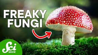 The Craziest Fungi On Earth Today [upl. by Lettie71]