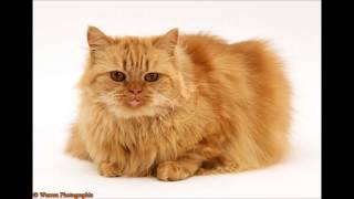 Persian Cat  Sound Effect [upl. by Stefan]