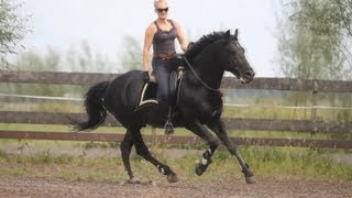 Thamar amp Lipizzaner Stallion quotZiggyquot riding Bridleless [upl. by Ardiekal160]