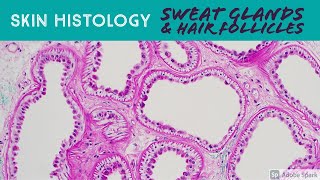 Sweat glands under microscope skin adnexa histology anatomy eccrine apocrine sebaceous hair [upl. by Oidiple91]