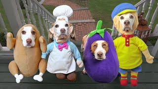 Dogs TrickorTreat Compilation Funny Dogs Maymo amp Friends in Halloween Costumes [upl. by Mercedes]