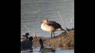 Spot billed Duck Chick Driving away Eurasian Coots [upl. by Stier672]