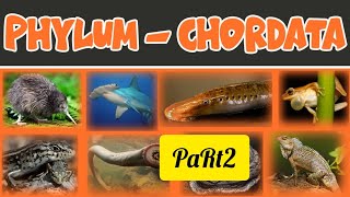 phylum chordata part 2 for NEET 2025🔥🔥 [upl. by Adriel]