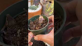 The Easiest Way To Propagate Succulents 🪴 succulents suculentas propagate [upl. by Nohtan200]