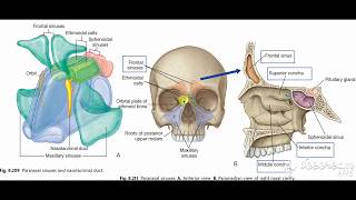 Paranasal sinuses [upl. by Worl]