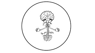 Trauma and the nervous system a polyvagal perspective [upl. by Eiramanin881]