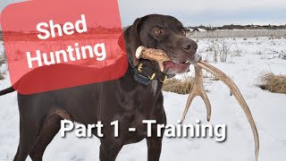 Shed Hunting  Dog Training [upl. by Jolee]