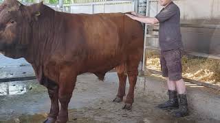 Luing Cattle Society  DNA Hair Sampling  Best Practice [upl. by Ennovyhs]