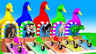 5 Giant Duck Cartoon Cow Elephant Tiger Dinosaur Paint Wild Animals Crossing Fountain Animation [upl. by Assilanna]