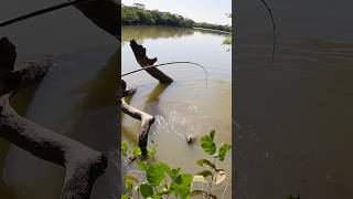 ESSE PEIXE É MUITO BRAVO fishing pesca pescaria trairão traíra xingu amazonia [upl. by Rahm]