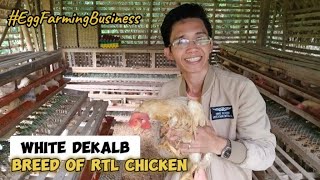 Magandang Breed Ng RTL Chicken  White Dekalb  Egg Farming Business  The Backyard Farming [upl. by Frager]