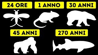 Quali Sono Gli Animali Più E Meno Longevi [upl. by Grof353]