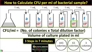 How to Calculate CFU per ml of Bacterial Sample in 3 Steps  cfuml in Microbiology [upl. by Drexler]