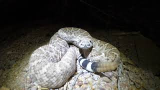 Hunting Rattlesnakes in Arizona [upl. by Aric]