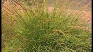 How To Choose Ornamental Grasses For The Garden [upl. by Anib]