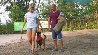 Дрессировка Бельгийской овчарки Малинуа Training of the Belgian Shepherd Dog Malinois [upl. by Yecies916]