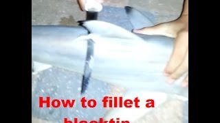 HOW TO Fillet a blacktip shark HD [upl. by Maidel998]