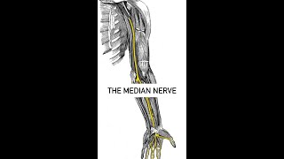 The Median nerve glide [upl. by Kannry]