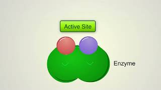 ENZYME  MÔ HÌNH CẢM ỨNG PHÙ HỢP [upl. by Colson]