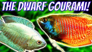 Dwarf Gourami Care and Breeding Guide  How To Care For and Breed Dwarf Gouramis [upl. by Lucier]