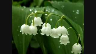 Brin de muguet à laccordéon [upl. by Lajet]