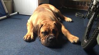 African Mastiff Boerboel Hank The Tank 7 months old [upl. by Carmen439]