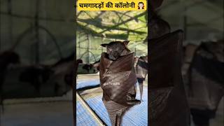 सबसे ज्यादा चमगादड़ किस जगह पर है trending facts letsfacefacts reel vampire shorts animals [upl. by Gnoh]