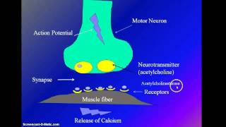 Muscle Stimulation by Motor Neuron and Muscle Contraction [upl. by Oicam833]