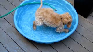 Charlie the cockapoo puppy in the paddling pool [upl. by Eesdnyl]