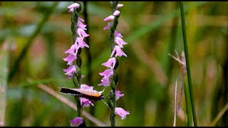 A Wild Orchid Weed of Southern Japan Spiranthes sinensis [upl. by Einuj585]