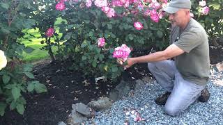 Watering Ground Cover amp Mulch in our Julia Child Rose Bed [upl. by Onida]