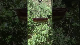 Hummingbird Mating Ritual [upl. by Yennep]