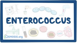 Enterococcus causes symptoms diagnosis treatment pathology [upl. by Aryamo]