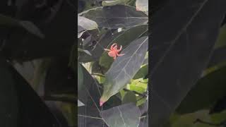 Araneus marmoreus commonly called the marbled orbweaver spider [upl. by Wolcott337]