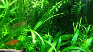 Espei Rasbora Breeding behavior [upl. by Sillert]