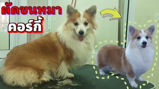 อาบน้ำตัดขน น้องหมาพันธุ์คอร์กี้ Corgi Dog Is Hair Cut🐕🥰✂️ [upl. by Lyreb591]