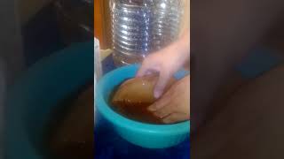 Como lavar scoby kombucha [upl. by Anneyehc]