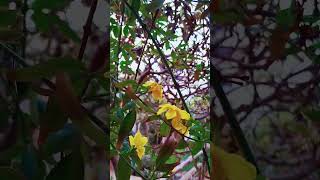 One flower One bloom 🌸Winter Jasmine The Earliest Flowers [upl. by Emelita]