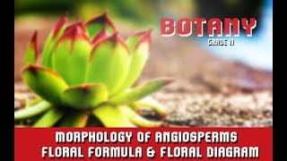 Morphology Of Angiosperms  Floral Formula amp Floral Diagram  Features Of RootStemLeaf  Section 6 [upl. by Appleton]