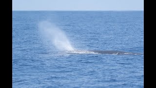 Sperm Whale 抹香鯨  C0721 [upl. by Haeckel563]