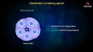 Classification of salivary glands [upl. by Laverna]