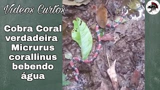 Cobra Coral verdadeira bebendo água  Shorts  Biólogo Henrique [upl. by Lowson]