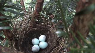 bullfinch  nest eggs bird chicks [upl. by Erbe740]