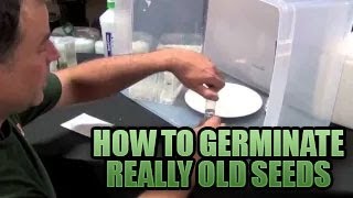 Germinating Really Old Seeds 101  How to get Old Seeds to POP Sprouting Old Seeds in Growers House [upl. by Clayborn67]