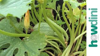 How to harvest squash [upl. by Sikleb]