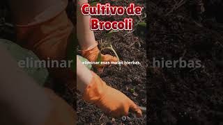 Guía Completa para el Cultivo de Brócoli Desde la Siembra hasta la Cosecha [upl. by Haye]