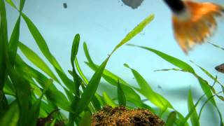 VALLISNERIA PEARLING CO2 boost NO COMMENTARY [upl. by Eddy433]