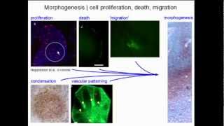 Macroevolution Research [upl. by Akinar]