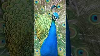 Peacock Calls  Peafowl Bird Sounds peacock birds [upl. by Pliner]