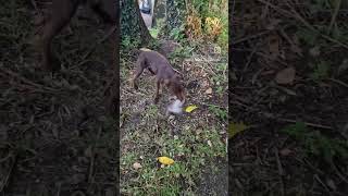 Reports of Rat attack Patterdale Terrier destroys aggressive rat [upl. by Claudian]